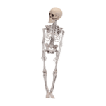 Squelette 42 cm – Décoration Halloween