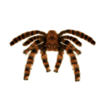 Araignée Poilue Marron 65 cm – Déco Halloween