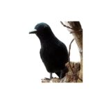 Corbeau en Plumes 22 cm – Décoration Halloween – Image 2