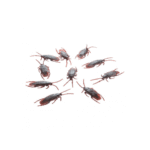 Set de 10 Cafards 7 cm – Décoration Halloween – Image 2