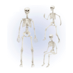 Squelette Articulé 90 cm – Décoration Halloween